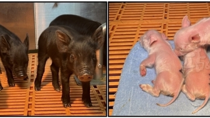 K-미니돼지 안구피부백색증(OCA1) 모델 개발 성공