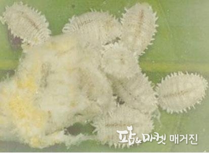 귤가루깍지벌레, M. Mani, C. Shivaraju (eds.), Mealybugs and their Management in Agricultural and Horticultural crops, 2016
