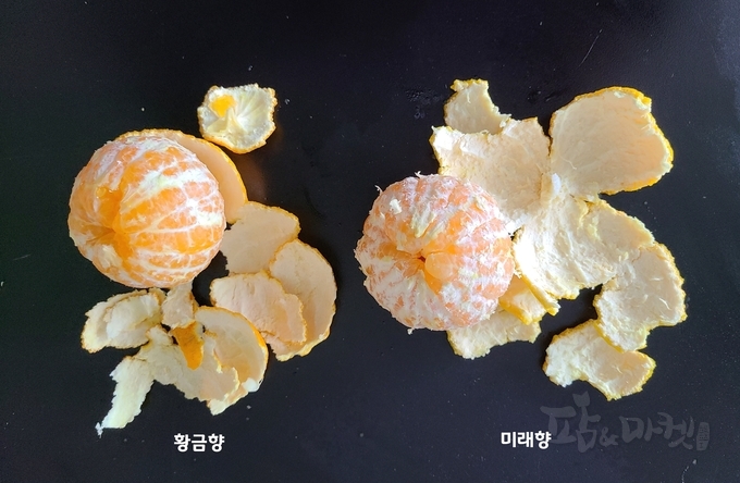 미래향 이미지