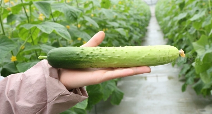 이가원 청년농업인, 스마트팜 오이 농장 완성 목표 - 뉴스 썸네일 이미지