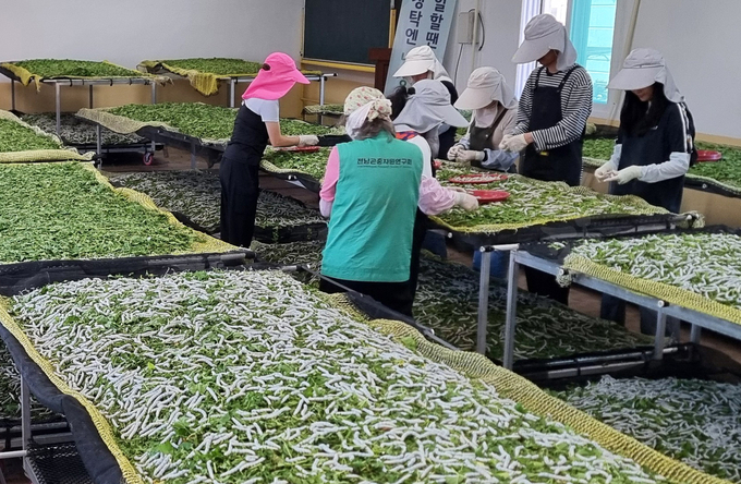 전남농업기술원, '2026년 누에씨' 신청 - 뉴스 썸네일 이미지