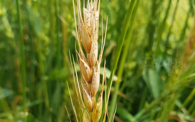 전남농기원, 맥류 붉은곰팡이병 비상 - 뉴스 썸네일 이미지